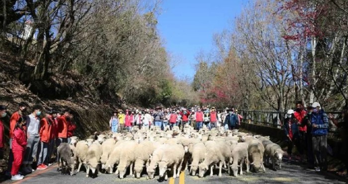 "Sheep Run" of Qingjing Farm, Come Take a Stroll with Lovely Sheeep!  Photo provided by Qingjing Farm